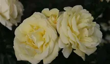 Edelrose 'Limona' -R- ADR-Rose