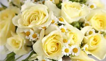 Edelrose 'Limona' -R- ADR-Rose