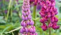 Lupinus polyphyllus 'Master Piece'®