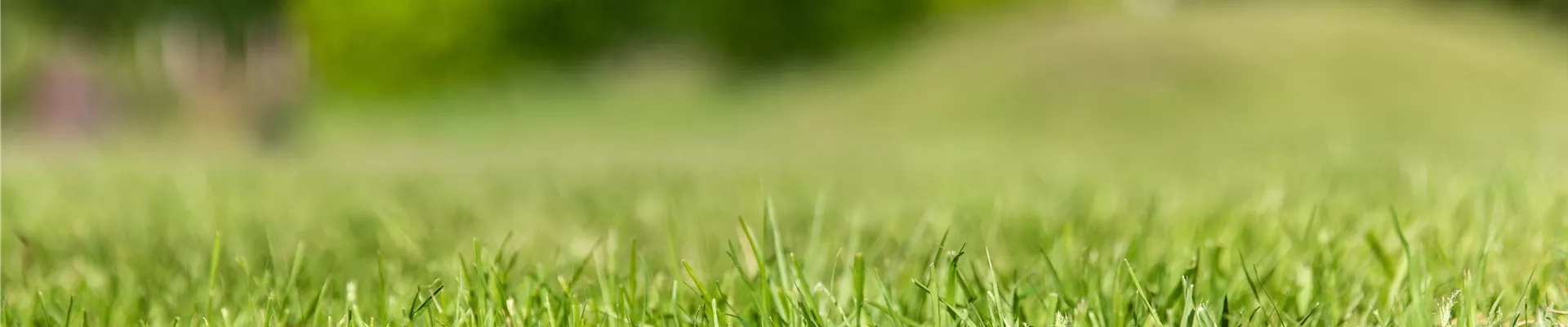 Gartenarbeit - gemähter Rasen