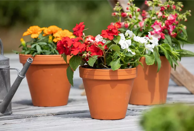 Impatiens walleriana