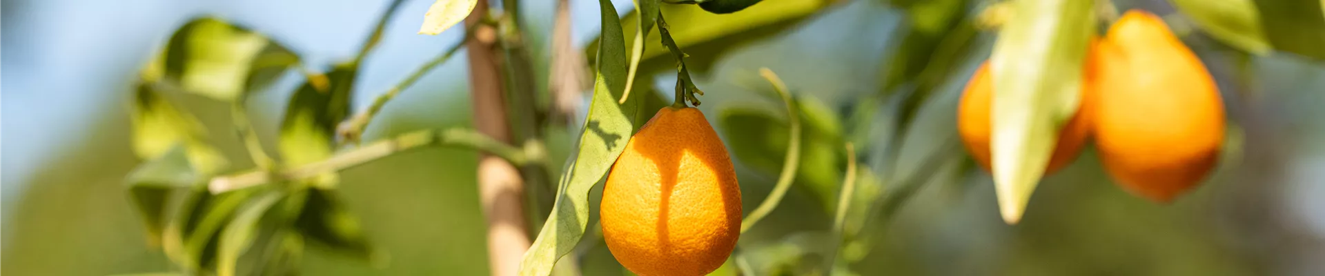 Citrus