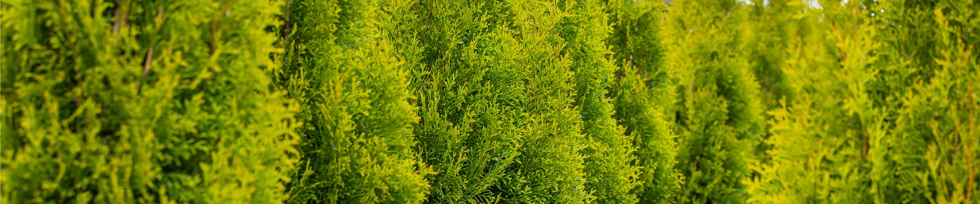Thuja occidentalis 'Smaragd' Thuja occidentalis 'Smaragd'