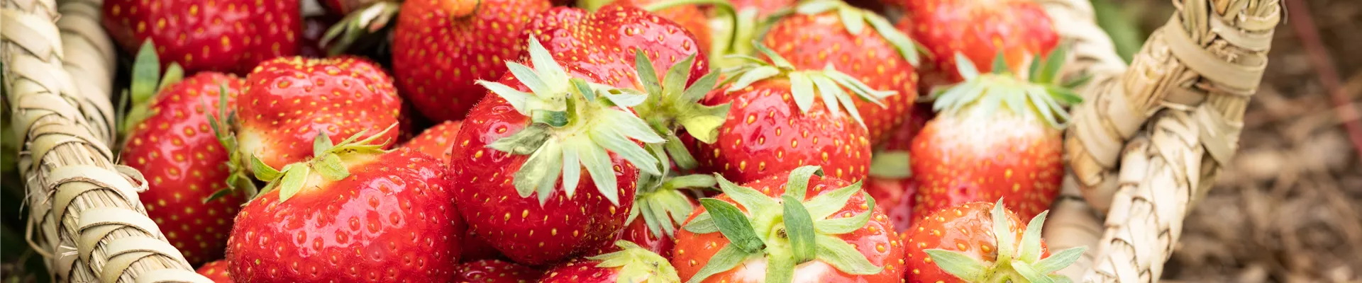 Fragaria x ananassa 'Allegro' Fragaria x ananassa 'Allegro'