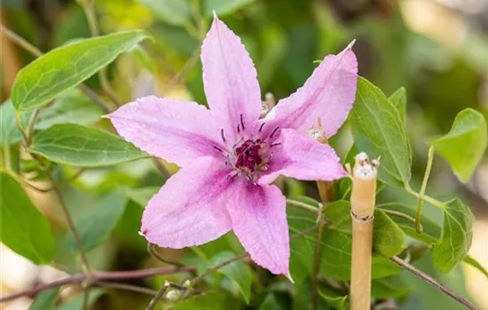 Clematis 'Comtesse de Bouchaud'