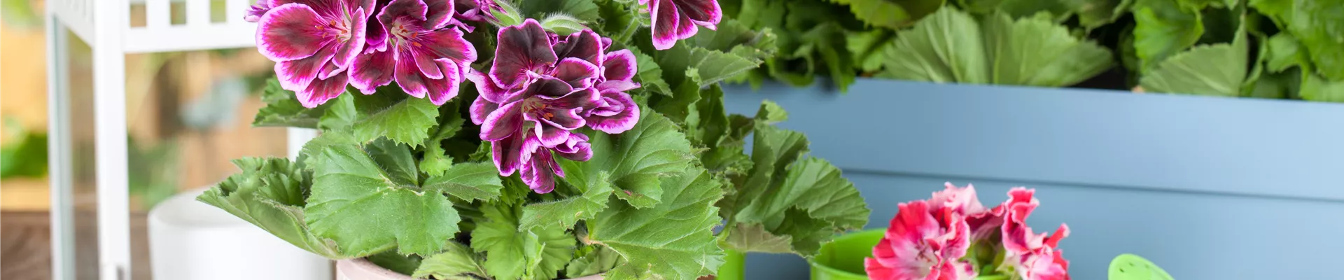 Pelargonium grandiflorum Pelargonium grandiflorum
