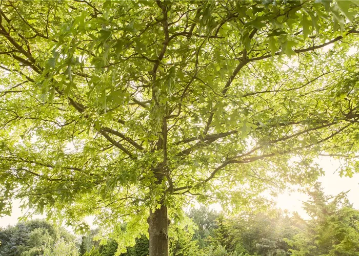 Haus- und Gartenbäume Haus- und Gartenbäume