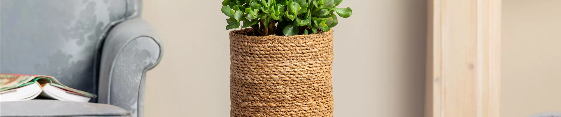 Crassula arborescens ssp. undulatifolia