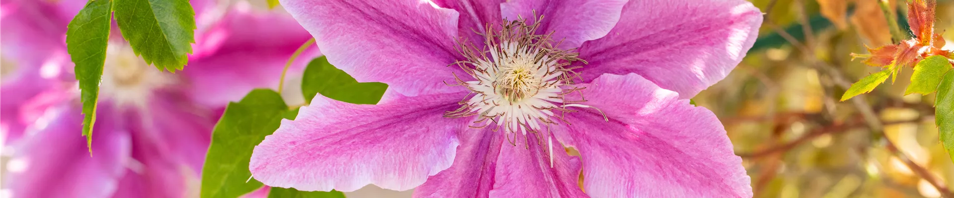 Clematis 'Bees Jubilee' Clematis 'Bees Jubilee'