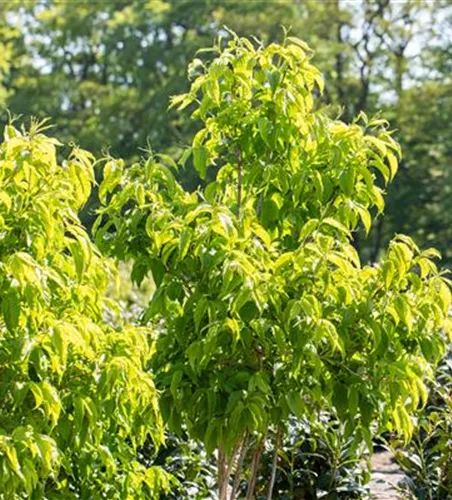 Heptacodium miconioides