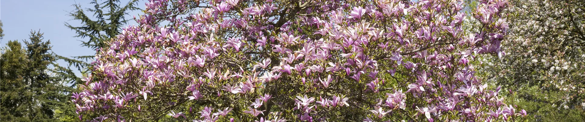 Magnolia 'Galaxy'
