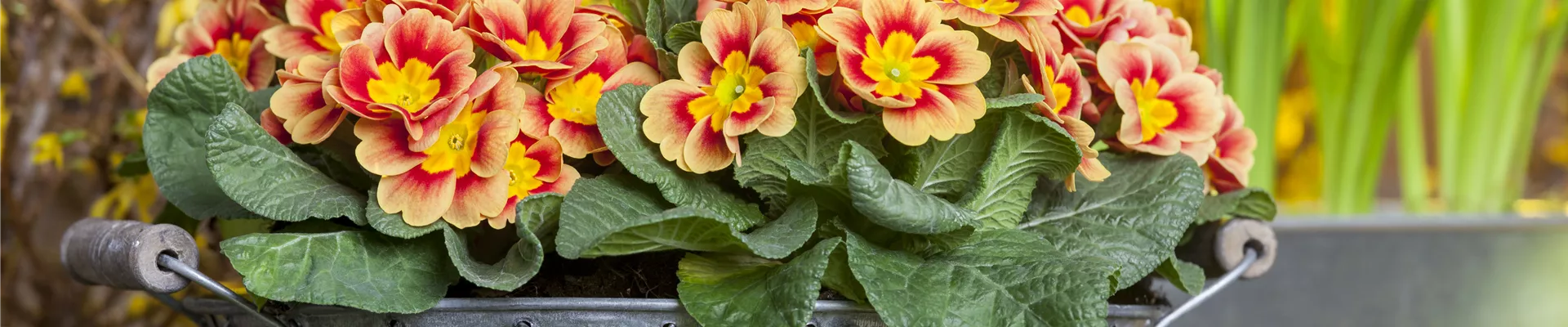 Primula vulgaris Primula vulgaris