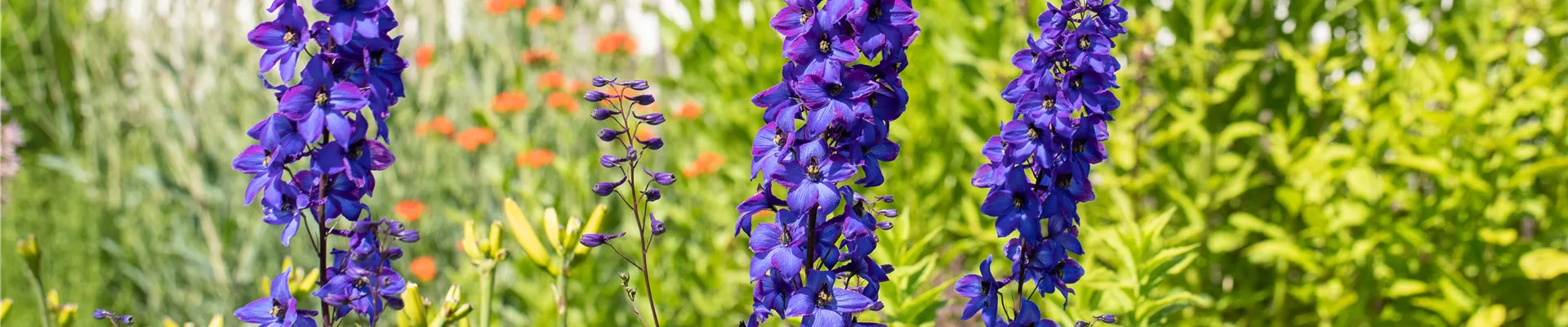 Delphinium x elatum 'Finsteraarhorn'