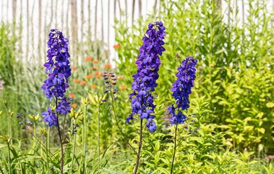 Rittersporn als blühendes Highlight im sommerlichen Garten Rittersporn als blühendes Highlight im sommerlichen Garten