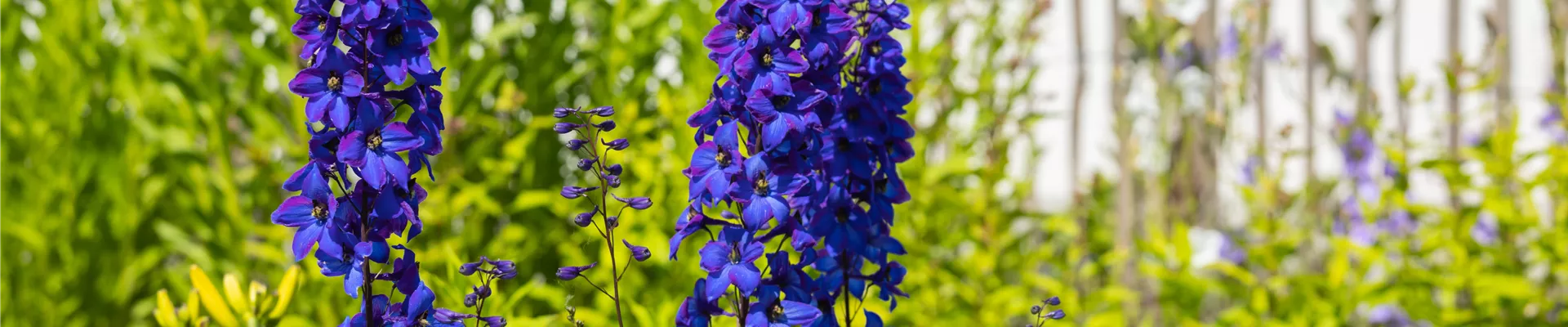 Delphinium x elatum 'Finsteraarhorn' Delphinium x elatum 'Finsteraarhorn'