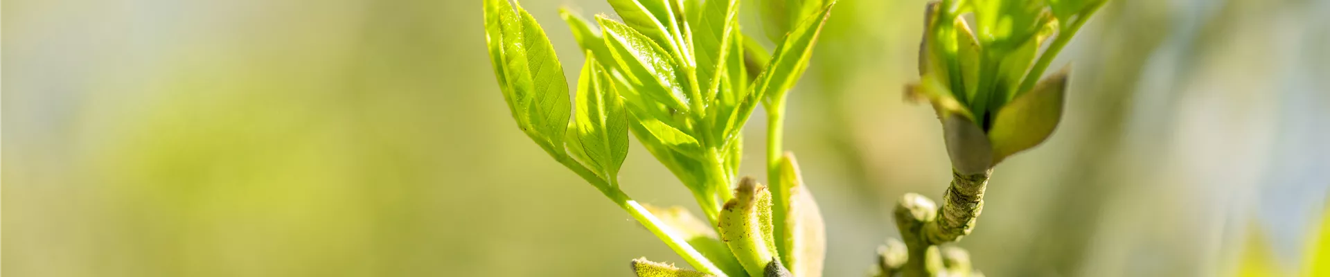 Laubaustrieb Laubaustrieb