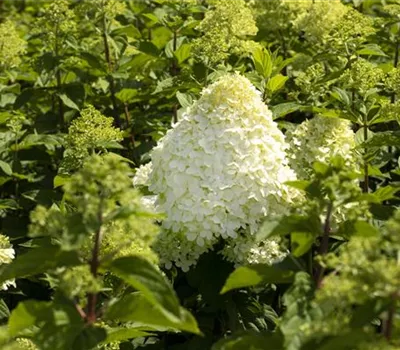 Hydrangea panic. 'Grandiflora'