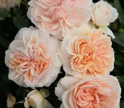 Rosa 'Garden of Roses' -R- BT III