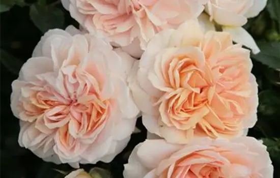 Rosa 'Garden of Roses' -R- BT III