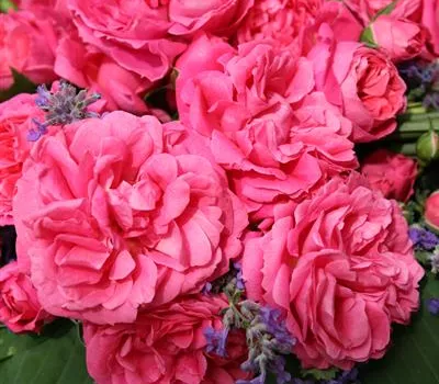 Rosa 'Moin Moin' -R- BT III Rosa 'Moin Moin' -R- BT III