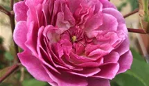 Kletterrose 'Romantic Siluetta' -R- ADR-Rose