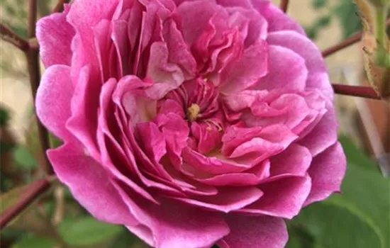 Rosa 'Romantic Siluetta' -R- KL VI Rosa 'Romantic Siluetta' -R- KL VI