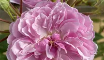 Kletterrose 'Romantic Siluetta' -R- ADR-Rose