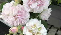 Kletterrose 'Romantic Siluetta' -R- ADR-Rose