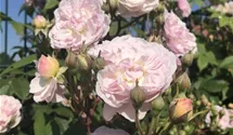 Kletterrose 'Romantic Siluetta' -R- ADR-Rose