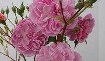 Kletterrose 'Romantic Siluetta' -R- ADR-Rose