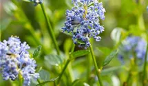 Säckelblume 'Victoria'
