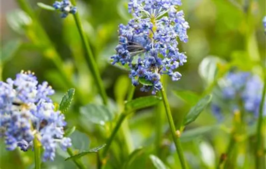Ceanothus impressus 'Victoria' Ceanothus impressus 'Victoria'