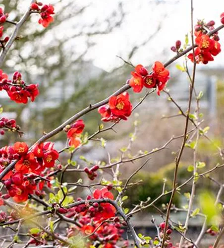 Chaenomeles japonica 'Cido Red' -R-