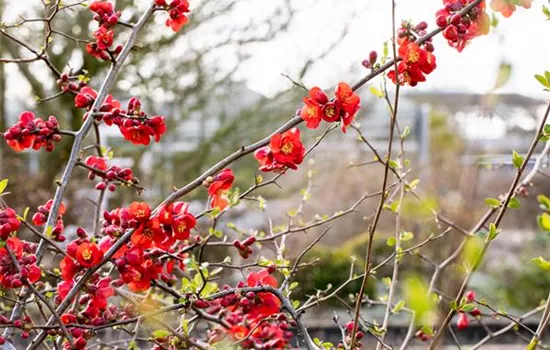 Chaenomeles japonica 'Cido Red' -R-
