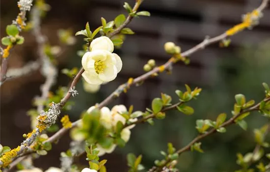 Chaenomeles x superba 'Jet Trail'