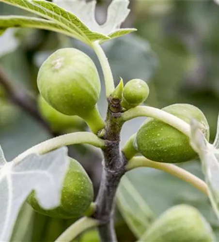 Ficus carica CAC