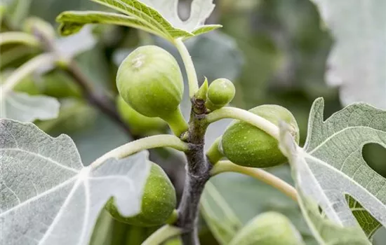 Fruchtfeigen früh ausräumen Fruchtfeigen früh ausräumen