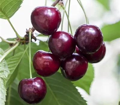 Prunus av.'Gr.Schwarze Knorpelk.' zert. Prunus av.'Gr.Schwarze Knorpelk.' zert.