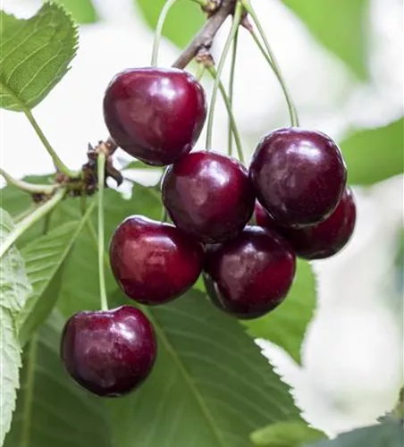 Prunus av.'Gr.Schwarze Knorpelk.' zert.