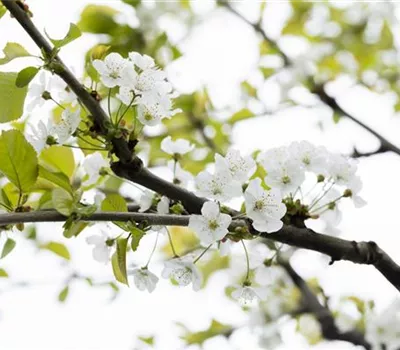 Prunus av.'Büttners Rt. Knorpelk' CAC Prunus av.'Büttners Rt. Knorpelk' CAC
