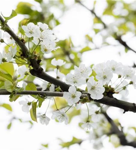 Prunus av.'Büttners Rt. Knorpel.' zert.