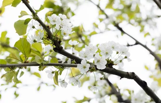 Prunus av.'Büttners Rt. Knorpel.' zert.