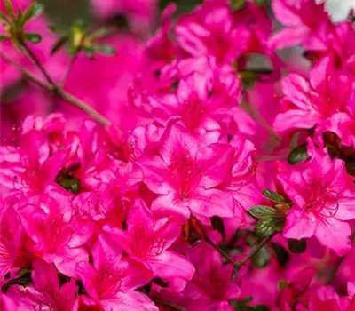 Rhododendron obt.'Geisha Pink'