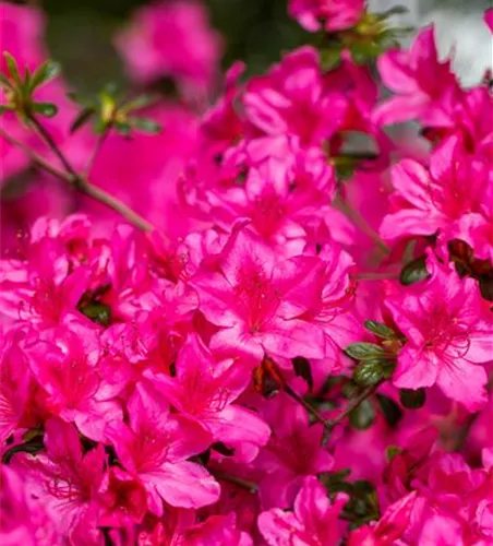 Rhododendron obt.'Geisha Pink'