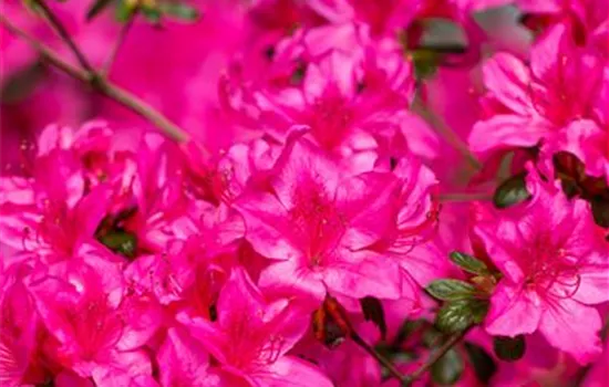 Rhododendron obt.'Geisha Pink'