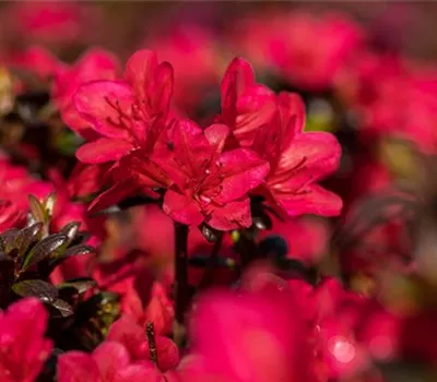Rhododendron obt.'Geisha Red'