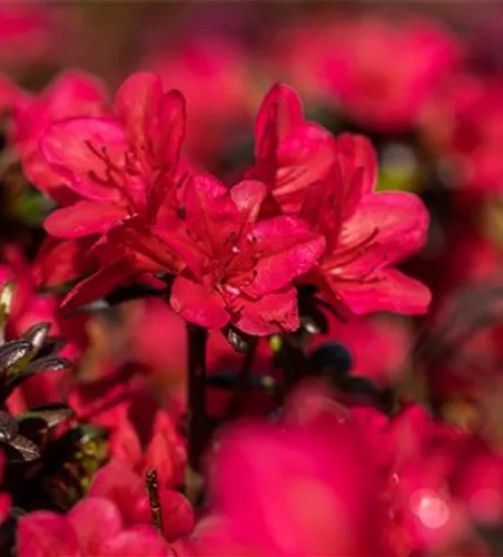 Rhododendron obt.'Geisha Red'