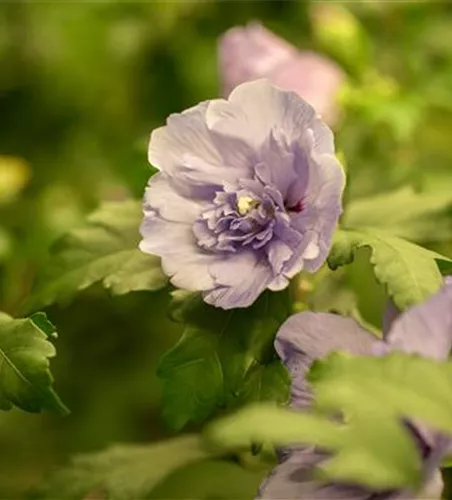 Hibiscus syriacus 'Lavender Chiffon' -R-
