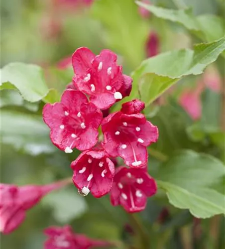 Weigela 'Red Prince'