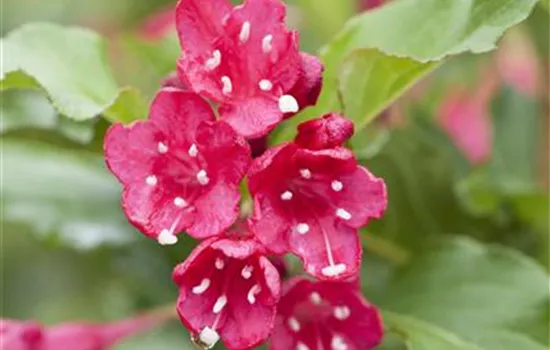 Weigela 'Red Prince' Weigela 'Red Prince'